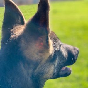 Meet your Posher, Priscilla